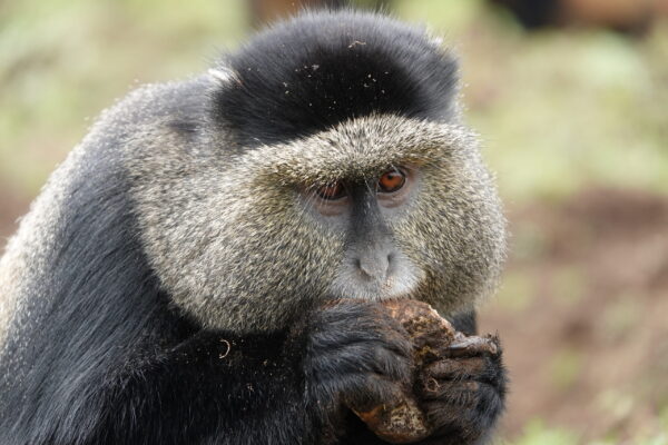 Golden Monkey Trekking Rwanda