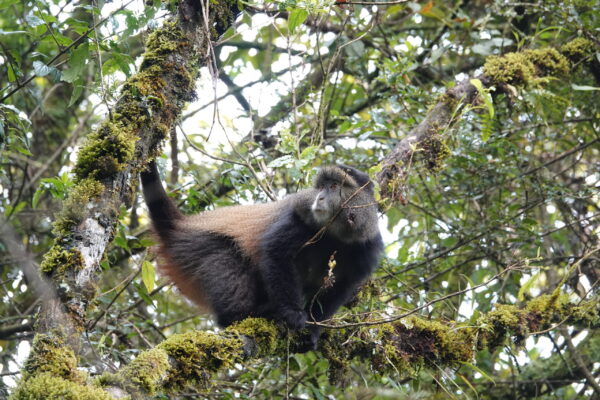 Golden Monkey Trekking Uganda