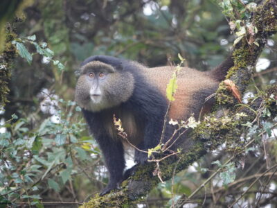 Golden Monkey Trekking