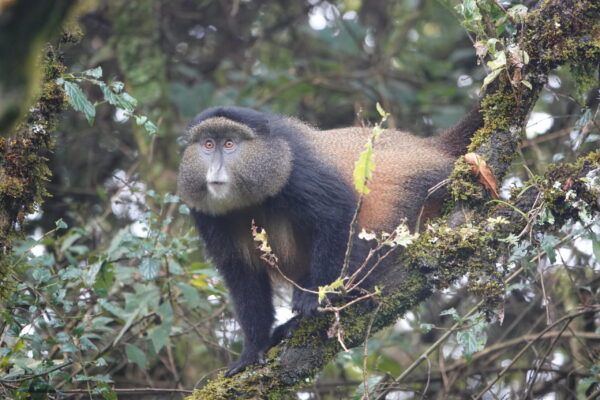 Golden Monkey Trekking