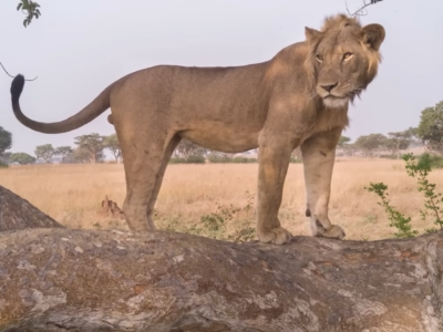 Invincible Lion Safaris Africa