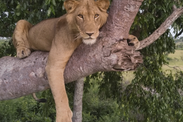 Invincible Lion Tours Africa