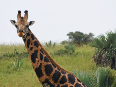 National Parks In Kenya