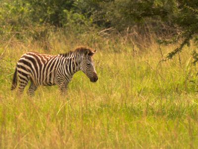 National Parks In South Africa