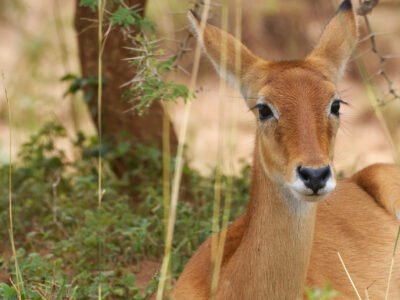 National Parks In Tanzania