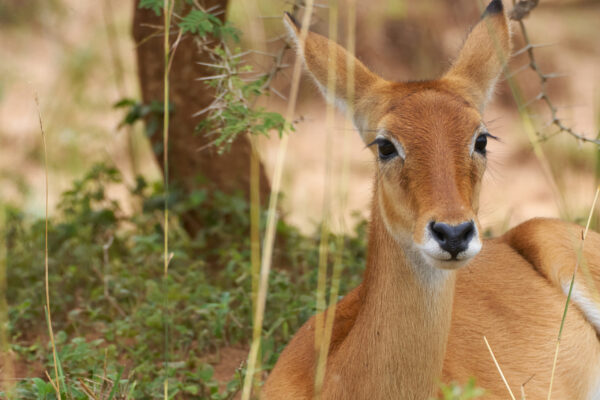 National Parks In Tanzania National Parks In Tanzania