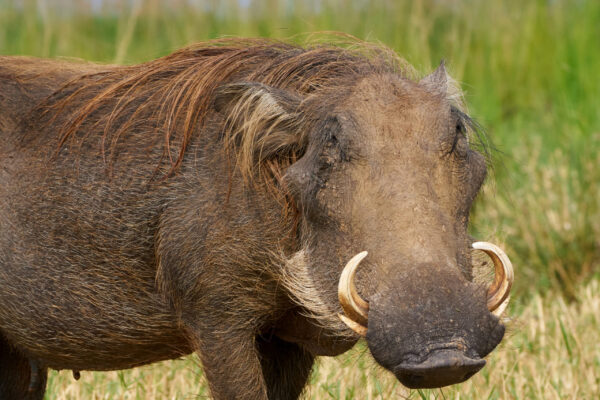 National Parks In Uganda