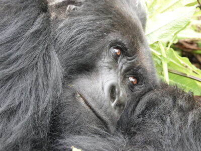 Rwanda Gorilla Trek Tours