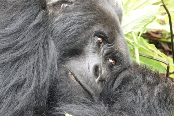 Rwanda Gorilla Trek Tours