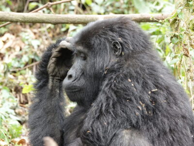 Uganda Gorilla Trekking Tours