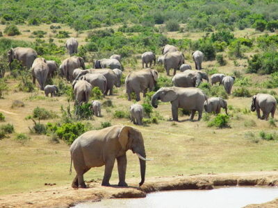 Addo Elephant National Park – For Elephant Lovers