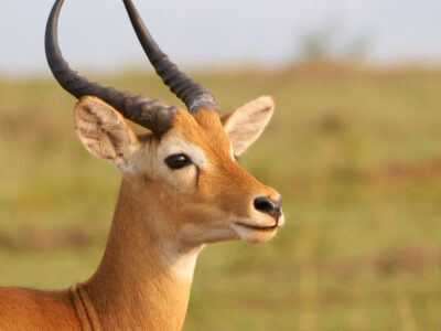 Central Kalahari Game Reserve