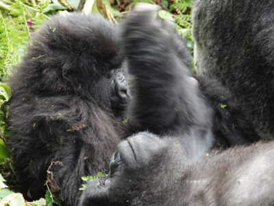 Gorilla Trekking From UK To Rwanda