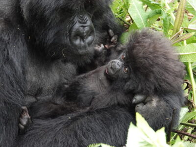 Gorilla Trekking Permits