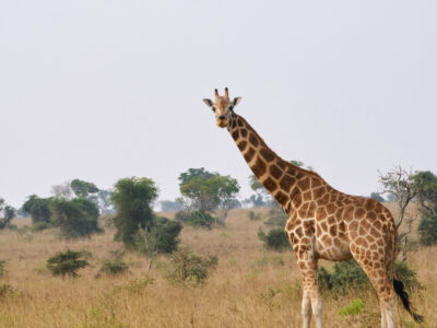 Long Kenya Safaris