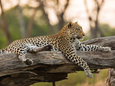 Moremi Game Reserve