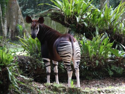 Okapi Wildlife Reserve