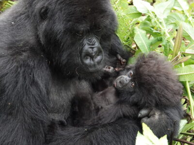 Short Rwanda Gorilla Trekking Safaris