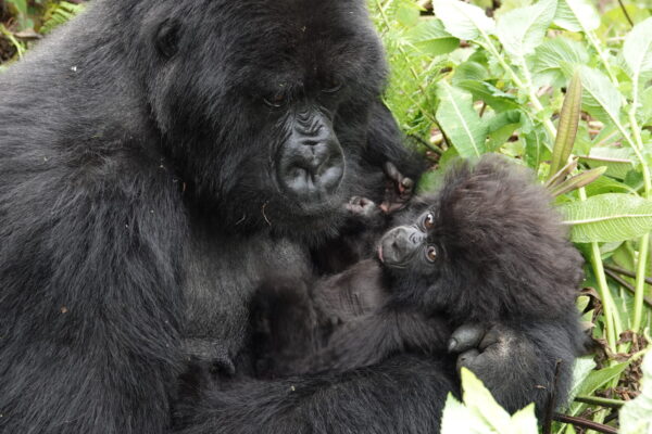 Short Rwanda Gorilla Trekking Safaris Short Rwanda Gorilla Trekking Safaris