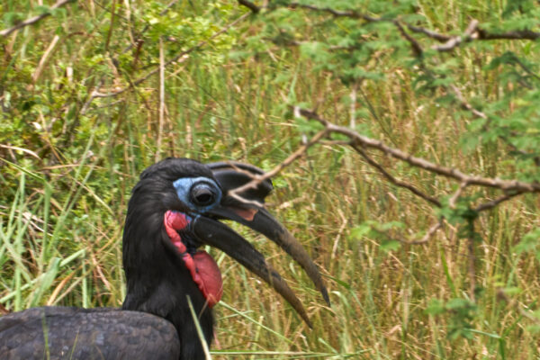 Short Tanzania Safaris