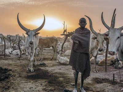 South Sudan Cows