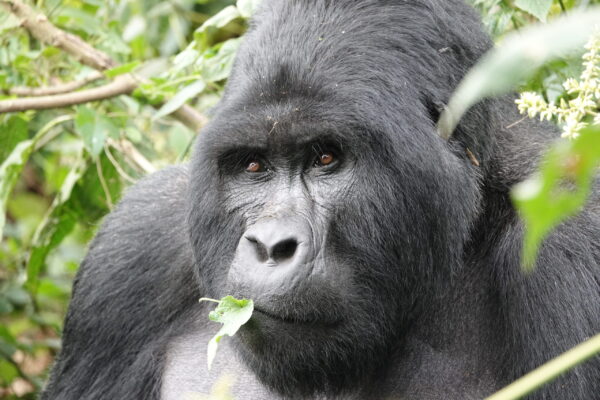 Trek Gorillas Twice Trek Gorillas Twice