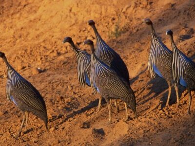 Tsavo National Parks