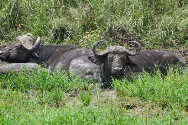 Best Time For A Masai Mara JimJam