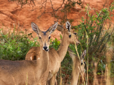 Best Time For A Masai Mara Safari