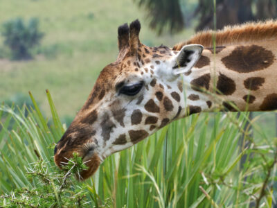 Best Time For A Masai Mara