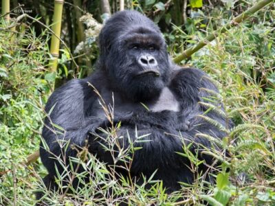 Best Time To Visit Congo Tours