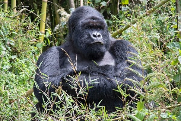 Best Time To Visit Congo Tours