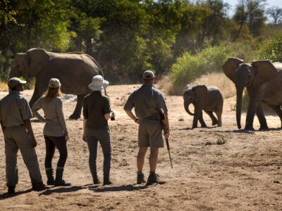 Malaria-Free Madikwe Family Safari