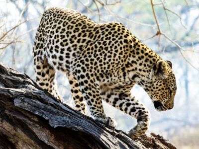 Okavango Delta & Moremi Big Five Safari