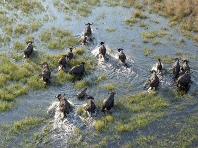 Okavango Delta Safaris