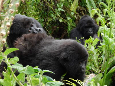 Rwanda-Uganda-Tanzania