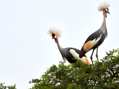 Things To Do In Uganda Things To Do In Uganda