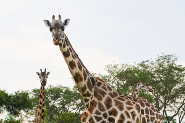 Uganda Family Safaris Tours Uganda Family Safaris Tours