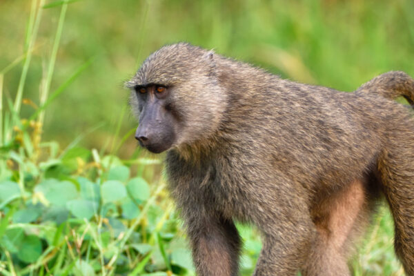 Uganda Family Safaris