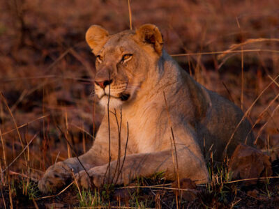 pilanesberg wildlife