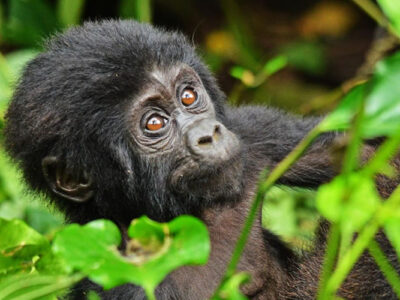 African Primate Expeditions