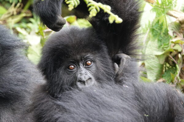 Great Apes Of Rwanda Great Apes Of Rwanda