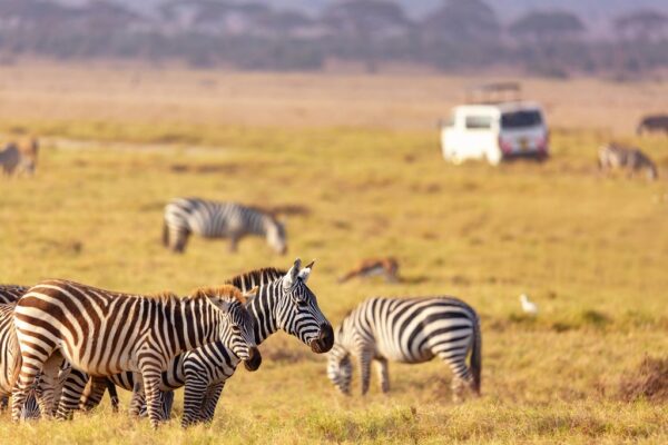 Kenya Tour Packages For Vacationers