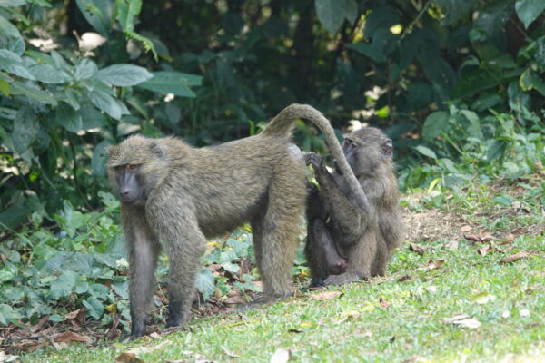 Kibale National Park Kibale National Park