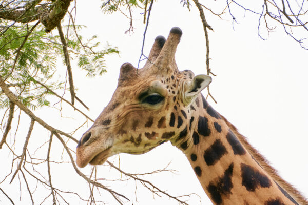 Lake Manyara National Park