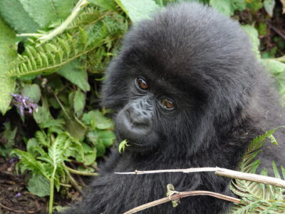 Migration And Gorilla Trekking