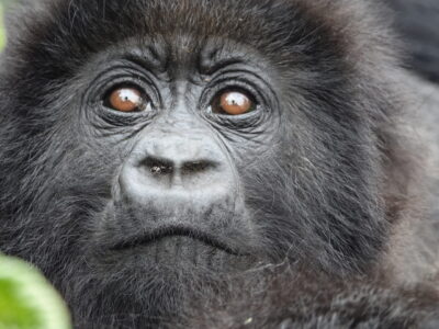 Primate Safaris