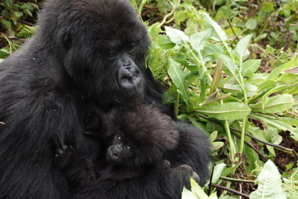 Rwanda Gorilla Trek