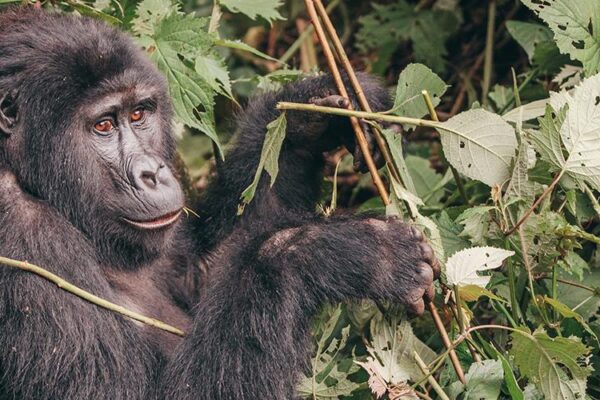 Rwanda Tour Packages For Vacationers