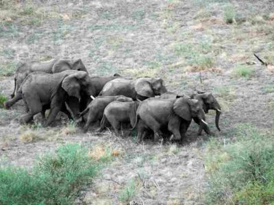 Things to Do in Nimule National Park Africa Tours